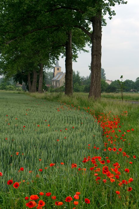 red-flowers