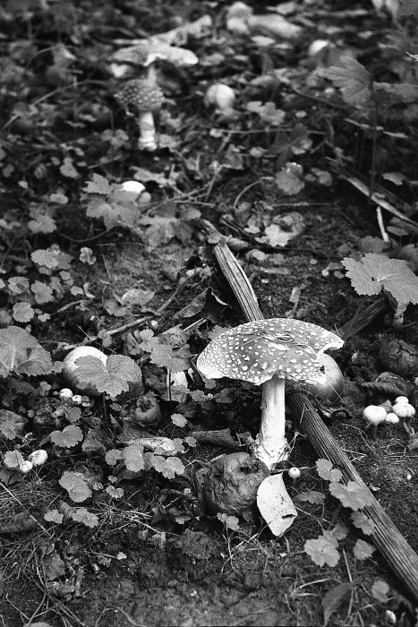 mushroom-seasons-1