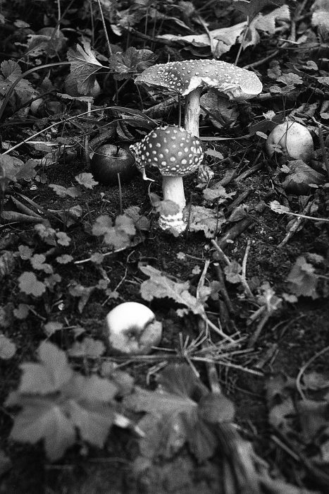 mushroom-seasons-2